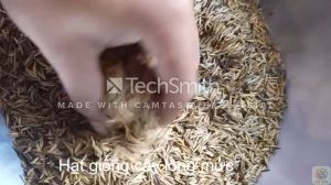 Hạt giống cây lồng mức ươm trồng làm trụ tiêu