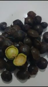 Jengkol Muda Netto 500gram /1 kg