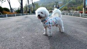 Pet supplies sunscreen clothes teddy summer dress cat clothes small middle dog vest breathable