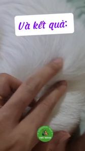 Sữa tắm SUNSILK PET trị ve ghẻ bọ chét chấy rận trên chó mèo chai 200 ml