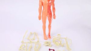Human Body Anatomy Model Mainan Anak Belajar Organ Tubuh Manusia Skeleton Body Heart Brain