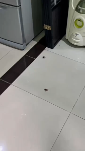 Olrait Spray Wangi Pembasmi Kecoa Paling Ampuh Semprotan Anti Kecoa Racun Kecoa Obat Kecoa Aman 100%