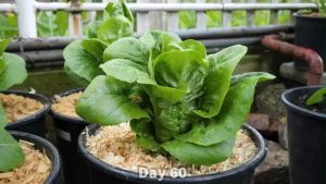 ROMAINE LETTUCE (260pcs seeds) PARIS ISLAND COS/HYBRID/EASY TO GROW