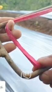 Alat Bantu Penjepit Mulsa Plastik Pertanian