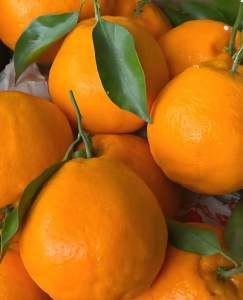 Sweet Fresh & Vibrant – Premium BaBa Mandarin Just Arrived