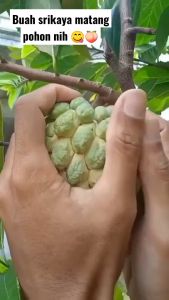 BIBIT SRIKAYA | Cepat Berbuah | Berbuah Di Dalam Pot | Termurah