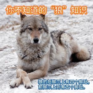 (HUP LICK) Siri Legenda (02) - Legenda Sang Serigala 【知识报阅读系列】传奇系列2:狼的传奇