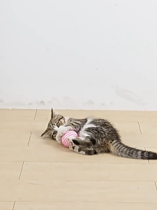 [5 ชิ้น]ลูกบอลของเล่นสัตว์เลี้ยง คละสี มีกระดิ่ง แมว หลายสีน่ารัก ราคาถูก พร้อมส่ง🐈