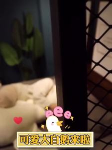 HEMIXIONG | Comfortable Pillow Stuffed Toy for Girlfriend Birthday Gift