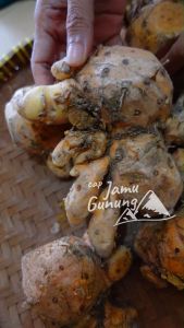 Temulawak Segar 1kg Organik dari Gunung Kidul