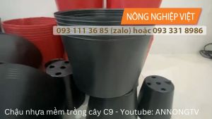 100 Chậu Nhựa C9 Đen - Chậu nhựa trồng vạn thọ 1 gốc 2 gốc - Chậu mũ nhựa đen Chậu nhựa C8