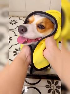 ผ้าขนหนูสัตว์เลี้ยง ผ้าเช็ดตัวสุนัข ผ้าไมโครไฟเบอร์ ผ้าเช็ดตัวแมว ผ้าทำความสะอาด เช็ดแห้งเร็ว ผ้าเนื้อนุ่ม ซึมซับน้ำได้ด