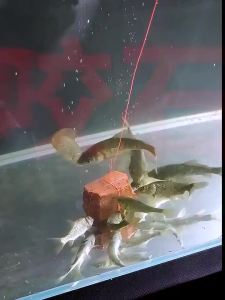 Thuốc Câu Cá Dmpt Dimethyl Fish Bite Stone Lure Chất Kích Thích Cá Chép Nhanh Phụ Gia Mồi Câu Cho Hồ Sông Hồ Chứa Ao Suối Biển.