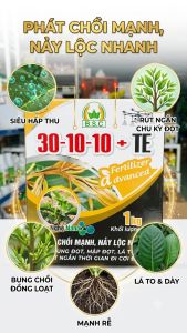 Phân Bón Siêu Hấp Thụ 30-10-10 + TE 1kg[1 hộp gồm 4 túi× 250gr = 800Lit tưới hoặc bơm] Công Nghệ Nano - Chồi Mạnh Nảy Lộc Nhanh BUNG ĐỌT MẬP ĐỌT LÁ TO....