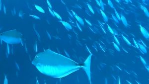 🥇รับประกัน 5 ปี🏆 เกล้องโกโปร GoPro จอ2นิ้ว มีระบบกันสั่น ความละเอียดสูง 4K กันน้ำได้ลึก 30 เมตร เหมาะดำน้ำตื้นลึก ติดหมวก กล้องรถแข่ง กล้องถ่ายรูป กล้องบันทึกภาพ กล้องกันน้ำ กล้องใต้น้ำ กล้องแอ็คชั่นแคม กล้องถ่ายใต้น้ำ กล้องติดหมวก กล้องถ่ายภาพ