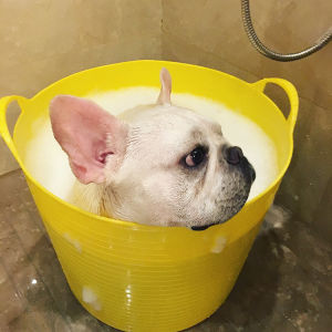 Bago Dog Bath Tub Small Breed Dog Wash Basin Cat Bath Tub Pet Grooming Tool Storage Bucket Dog Bed Toy Organizer Universal Size