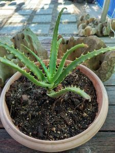 aloe vera เปลวไฟ หรืออโลเวร่าแอมโบรีซิส ไม้พันหายากจากแอฟริกาใต้ ขึ้นได้ไหมภูเขาสูงที่ทุรกันดาร