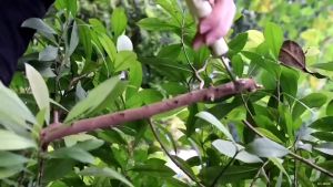 "WYNNS"ของแท้ กรรไกรตัดกิ่ง 8 นิ้ว รุ่น W4114 ใบมีดโลหะผสมแมงกานีส คม แข็งแรง ทนทาน ไม่เป็นสนิม ออกแบบผ่อนแรง ถนอมมือ