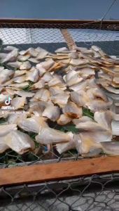 Khô Cá Sặc Ruộng Sạch Ngon Vị Nhạt Chiên Giòn Nhậu Rai Rai- ĐẶC SẢN MINH TRIẾT