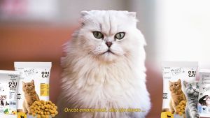 Ori Cat Adult 800gr Makanan Kucing Cat Food