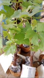 Bibit Anggur Import Tamaki Cepat Berbuah Hasil Grafting