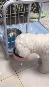 【READY-STOCK】Pet Cage Hanging Food & Water Bowl Stainless Steel Food Water Bowl Mangkuk Kucing 狗碗猫碗悬挂式宠物碗 狗碗 猫碗 宠物碗 宠物不锈钢碗