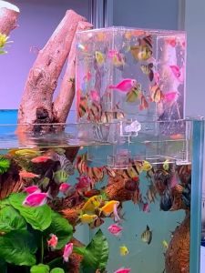 Box Úp Ngược Hồ Cá - Box Chất Liệu Acrylic Siêu Trong Trang Trí Bể Cá Cảnh