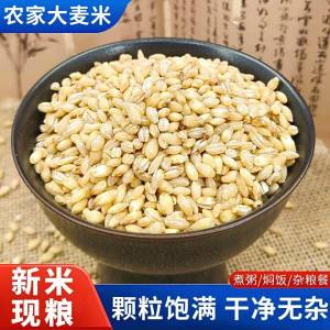 Dehulled Raw Barley Grains