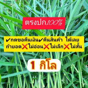 หญ้าขน 1กิโล (วันเดียวถึง) ยอดอ่อนๆ สั้นๆ เท่านั้น ✔️กดคืนสินค้า✔️คืนเงิน 👉ถ้า❌ไม่ตรงปก ร้านครัวไทยบ้าน