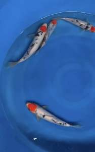 JAPAN TANCHO SANKE 22-26cm  from MARUDO FARM  980 per koi + shipping 50