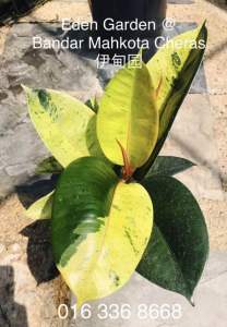 Pokok Ficus Lyrata Mint variegated series ( 琴叶榕‍ )