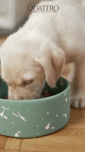 【Mi Pet Lover】Quattro All Breed Dry Dog Food Freeze-Dried Meat Coated Kibble - Junior/Adult/Senior 1.5kg (5 Types)