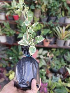 Pothos Njoy (epipremnum aurea njoy) live plant (in 3.5x3.5x10" nursery bag)