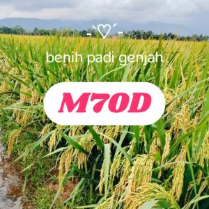 Benih unggul M70D super genjah