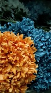 Bunga Dahlia Tangkai Panjang Cabang 3: Dekorasi Rumah & Cafe