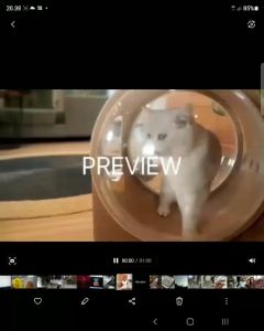 BODY BIG CAT / PENGGEMUK KUCING / VITAMIN GEMUL GEMES DAN SEHAT / CAT FATER POWDER