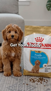 Royal Canin Poodle Puppy 500g Dry Dog Food - Breed Health Nutrition for Poodle Puppies Up to 10 Months Old | Supports Curly Woolly Coat Growth Digestive Health with Prebiotics & Strong Immune System Defenses [New Stock]