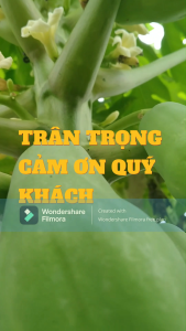 Đu đủ non 1kg (hàng chất lượng )