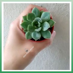 KDH Import [ Echeveria Moon Fairy 月亮仙子 ]  Ready stock Live Plant Succulent Pokok Hidup Cacti Kaktus Sukulen 多肉植物 肉肉植物 新款多肉植物 多头多肉植物
