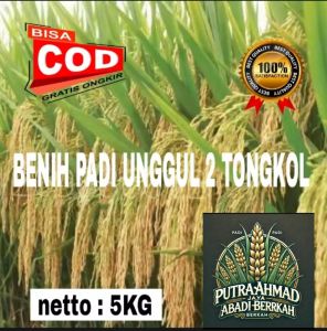bibit padi 2 TONGKOL super 5KG