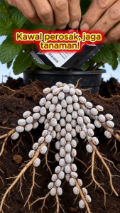 (COD)800g Butiran Kawalan Serangga Sayur& Buah I Lindungi Pokok Sayur Buah & Tanaman Rumah Spray langsung tahan perosak tanah perosak pembunuh telur siput sapi sayuran buah-buahan bunga perosak pertanian racun perosak boleh digunakan secara langsung