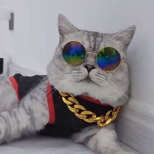 Doge&Orange พร้อมส่ง แว่นตาสัตว์เลี้ยง แว่นแมว แว่นสุนัข กันลม กันฝุ่น ดีไซน์น่ารัก แถมฟรีสายคล้องแว่นกันลื่น COD MIP208