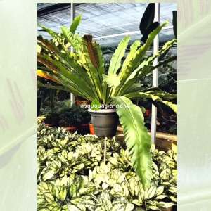 เฟิร์นข้าหลวง เฟิร์นข้าหลวงหลังลาย เฟิร์นรังนก เฟิร์นข้าหลวงโอซาก้า ไซส์XL