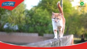 Cat N Joy แมวโต 7kg. อาหารเม็ดสำหรับแมวทุกสายพันธุ์