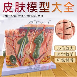 3D Skin Model Medical Cosmetic Surgery Skin Structure Enlarged Anatomy Model Educational Toy for Ages 6 And above
