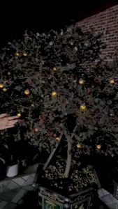 Đèn trang trí năng lượng mặt trời Dây đèn tròn tích kiệm điện bóng siêu sáng chống thấm nước - DA3094