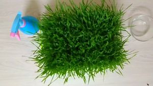 3pcs Microgreens Sprouting Tray: A Comprehensive Guide