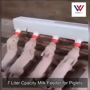 Piglet & Lamb Milk Feeder: A Comprehensive Guide