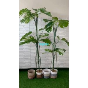 Pohon Artificial Tanaman Hias Monstera Variegata T170 & T190 Latex Cover Anyaman Seagrass Pajangan Cafe Aesthetic