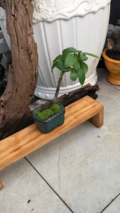 Cây Sanh Mini Bonsai 8x4x14cm - Cây Cảnh Để Bàn Phong Thủy Chậu Gốm Mini